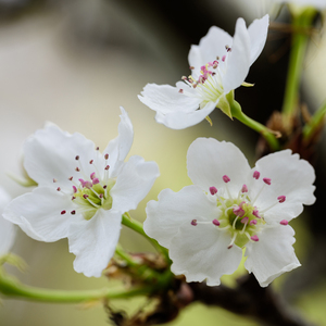 欧美日韩一级电影
